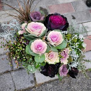 葉牡丹,寄せ植え,植え付け,ありがとう♡,かわええのぅ♡の画像