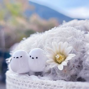 サボテン,白星,マミラリア 白星,サボテンの花✨,多肉植物の画像