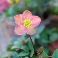 クリスマスローズ,クリスマスローズ,花のある暮らし,お散歩道の画像