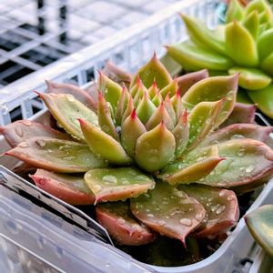 多肉さん,多肉大好き,多肉植物のある暮らし,斑入り見つけ隊♪,ベランダの画像