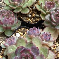 多肉植物,紅葉多肉,リエール苗,ブラックアイズ,庭の画像