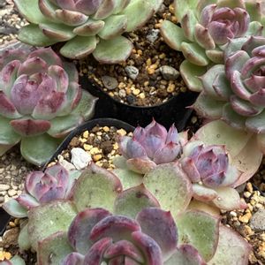 多肉植物,紅葉多肉,リエール苗,ブラックアイズ,庭の画像