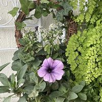 センニチコウ,ペチュニア,ポットマム,マム,ジュズサンゴの画像