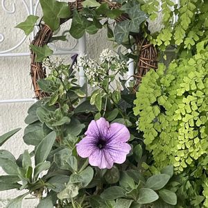 センニチコウ,ペチュニア,ポットマム,マム,ジュズサンゴの画像