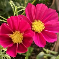 #ガーデニング,ピンクワールドへ ようこそ,エクステリアの画像