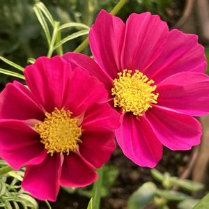 #ガーデニング,ピンクワールドへ ようこそ,エクステリアの画像