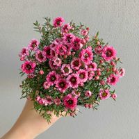 ギョリュウバイ,ギョリュウバイ,ギョリュウバイ（御柳梅）,ギョリュウバイ（御柳梅）,八重咲きギョリュウバイの画像