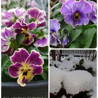 ラピスラズリ,ビオラ ヌーヴェルヴァーグ,ヌーヴェルヴァーグ　ラピスラズリ,プランター植え,ビオラ・パンジーの画像