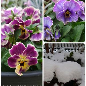 ラピスラズリ,ビオラ ヌーヴェルヴァーグ,ヌーヴェルヴァーグ　ラピスラズリ,プランター植え,ビオラ・パンジーの画像