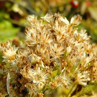 フジバカマ,ローズヒップ,宿根アスター,アスターリトルカーロウ,フジバカマの綿毛の画像