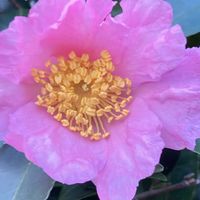 ガーベラ,サザンカ,ゼラニウム,今を生きる,チーム千葉✿︎の画像