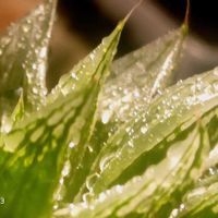 （萌×コンプトピクタ）×エメラルドLED錦,ハオルチア属,多肉ちゃん,ボタニカルライフ,ベランダーの画像