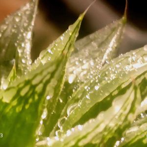 （萌×コンプトピクタ）×エメラルドLED錦,ハオルチア属,多肉ちゃん,ボタニカルライフ,ベランダーの画像