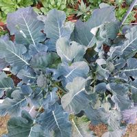 スナップエンドウ,ブロッコリー,スナップエンドウ  グルメ,スナップエンドウ  グルメ,モニターの画像