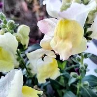 キンギョソウの画像