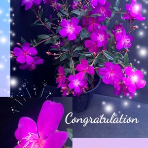 ノボタン コートダジュール,繋がりに感謝✨,おうち園芸,お祝いpic,２０２０年５月同期の画像