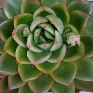 多肉植物,ベランダガーデン,多肉初心者,癒し,紅葉多肉の画像