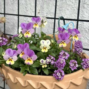 玄関先,極小輪ビオラの画像