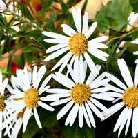 マーガレット,キク科,横浜イングリッシュガーデン,可愛い花,モクシュンギクの画像