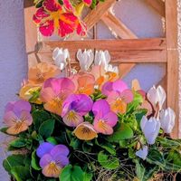 カリブラコア,ガーデンシクラメン,ビオラ,ビオラパンプキン,寄せ植えの画像