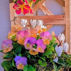 カリブラコア,ガーデンシクラメン,ビオラ,ビオラパンプキン,寄せ植えの画像