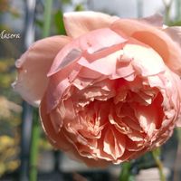 バラ,バラ 真宙 まそら,花のある暮らし,育てる楽しみ,ばら バラ 薔薇の画像