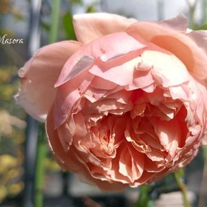 バラ,バラ 真宙 まそら,花のある暮らし,育てる楽しみ,ばら バラ 薔薇の画像