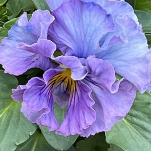 ビオラ,ビオラ,マリアの微笑み,マリアの微笑み,フリル咲きパンジーの画像