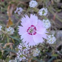 アリッサム,ナデシコ,平和を願う☆,小さな庭の画像