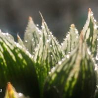 ナイルの一滴,ハオルチア属,多肉ちゃん,ボタニカルライフ,ベランダーの画像