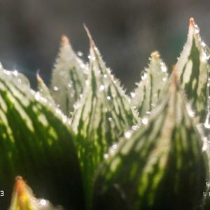 ナイルの一滴,ハオルチア属,多肉ちゃん,ボタニカルライフ,ベランダーの画像