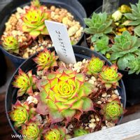 癒される,no green no life,癒し空間,多肉のある暮らし,多肉植物のある暮らしの画像