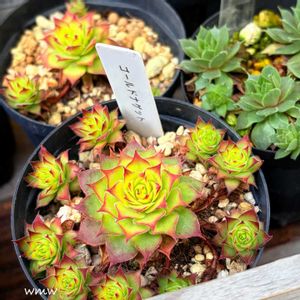 癒される,no green no life,癒し空間,多肉のある暮らし,多肉植物のある暮らしの画像