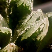 黒潮,ハオルチア属,多肉ちゃん,ボタニカルライフ,ベランダーの画像