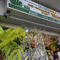 多肉植物,ウラボシ科,ビカクシダ属,食中植物,塊根の画像