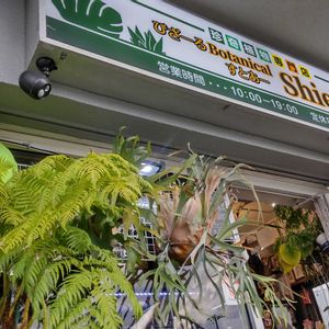 多肉植物,ウラボシ科,ビカクシダ属,食中植物,塊根の画像