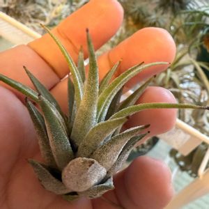 チランジア,イオナンタ,エアプランツの画像