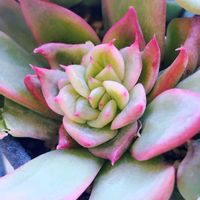 多肉植物,Love & Peace,幸せの多肉,ありがとう♡︎⸜( ´ ꒳ ` )⸝♡︎,もたらされる陽光の至福…の画像