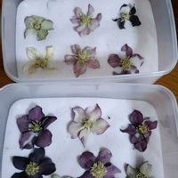 花のある暮らし, クリスマスローズ, クリスマスローズ,クリスマスローズ・シングル,幸せな時間の画像