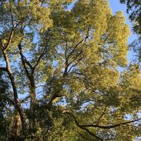 クスノキの画像