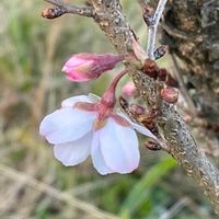 サクラ,フユザクラ,落葉高木,冬桜（ふゆざくら）,コバザクラ（小葉桜・木葉桜）の画像