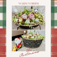 葉牡丹,葉牡丹,多肉ちゃんいろいろ,多肉ちゃん達,踊り葉ボタンの画像