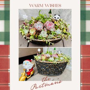 葉牡丹,葉牡丹,多肉ちゃんいろいろ,多肉ちゃん達,踊り葉ボタンの画像