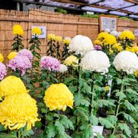 神社,季節の花,東京,花のある暮らし,緑のある暮らしの画像