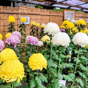 神社,季節の花,東京,花のある暮らし,緑のある暮らしの画像