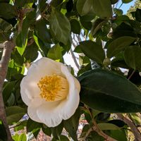 ヤブツバキ,ワビスケ,白藪椿,山野草,季節のお花の画像