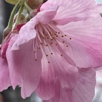 サクラ,ガーデニング,山野草,樹木,バラ科の画像