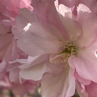 サクラ,カンザン,ガーデニング,山野草,樹木の画像