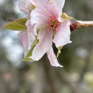 サクラ,ヤマザクラ,山野草,樹木,バラ科の画像