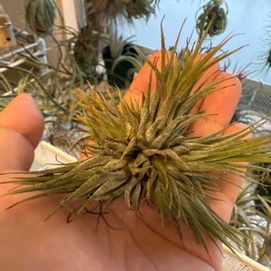 チランジア,イオナンタ,エアプランツの画像